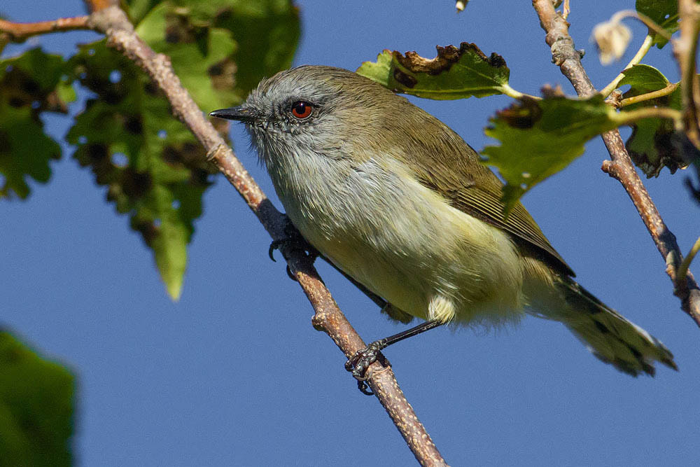 Canon EOS 7D + Canon EF 500mm F4L IS USM sample photo. Grey warbler photography