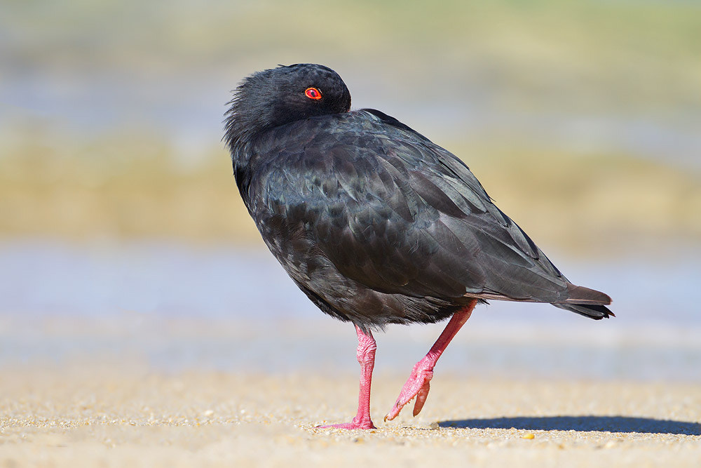Canon EOS 7D + Canon EF 500mm F4L IS USM sample photo. Variable oystercatcher photography