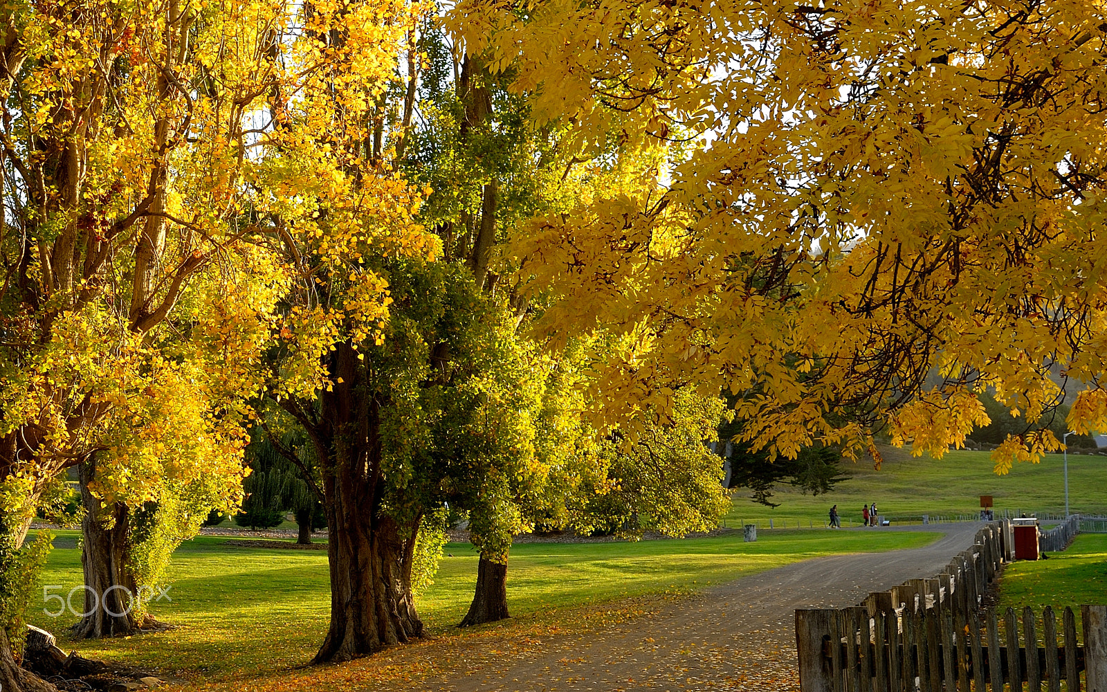 Nikon Df sample photo. Autumn scene at port arthor photography
