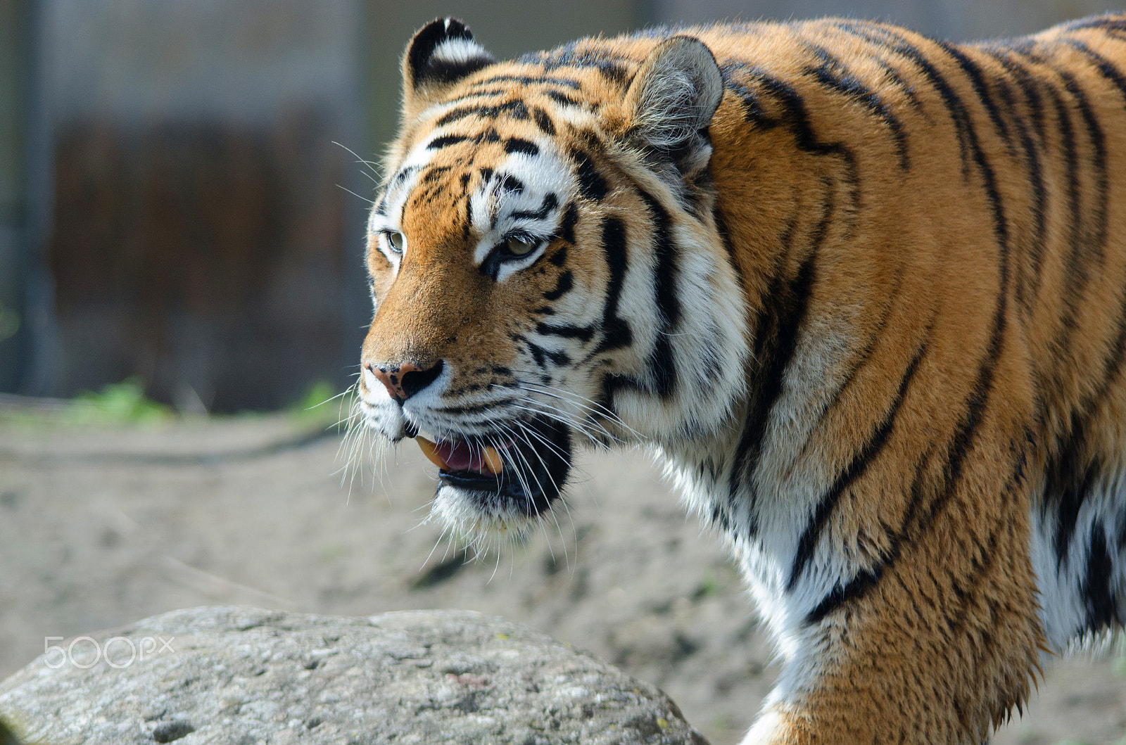 Nikon D7000 + Sigma 150-500mm F5-6.3 DG OS HSM sample photo. Tiger photography