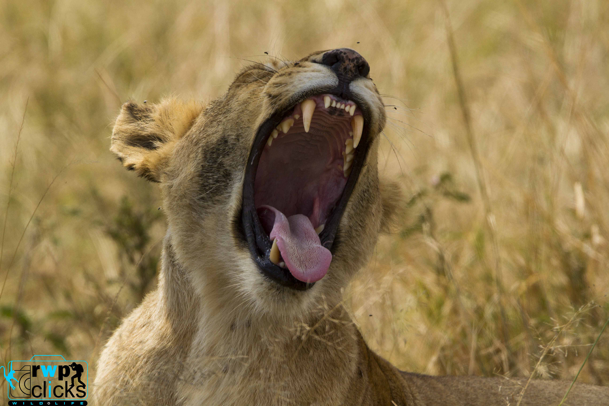 Canon EOS 7D + 150-600mm F5-6.3 DG OS HSM | Sports 014 sample photo. Yawn of the lioness after a full meal  photography