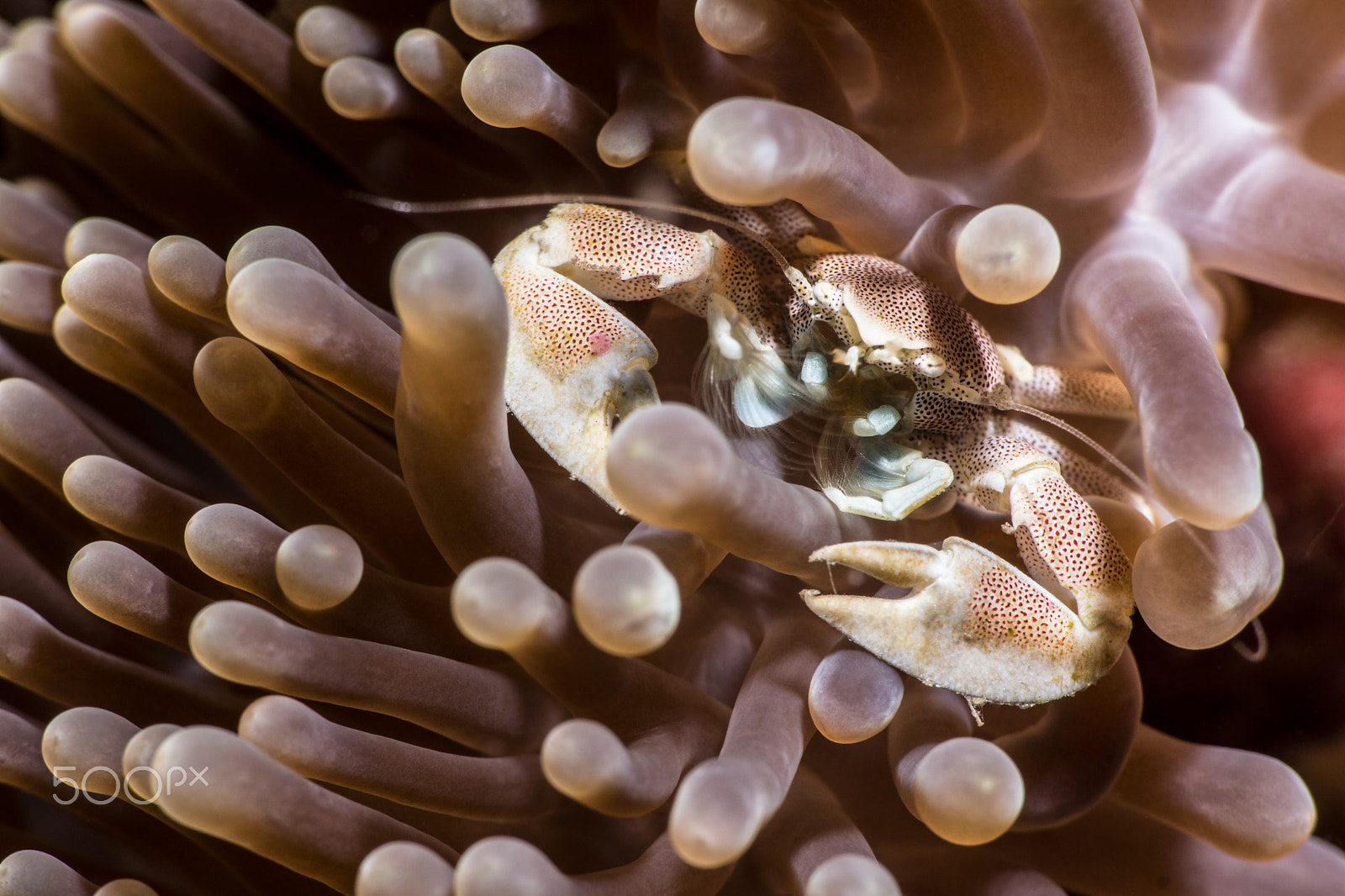 Sony Alpha NEX-7 + Sony E 18-55mm F3.5-5.6 OSS sample photo. Porcelain crab photography