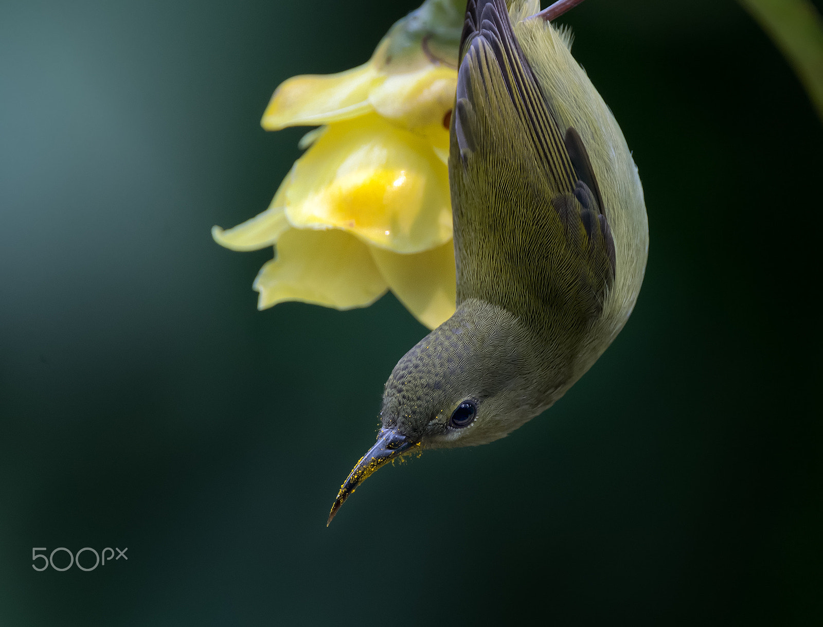 Sigma 150-600mm F5-6.3 DG OS HSM | C sample photo. 惬意 photography