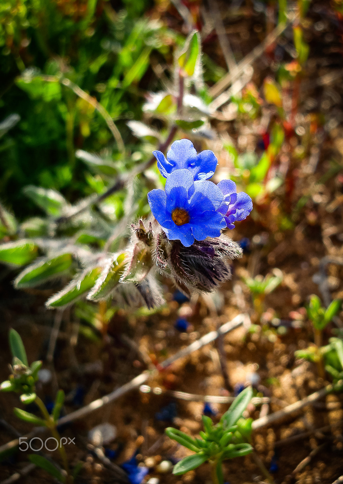 Sony DSC-N1 sample photo. Spring flowers blooming in poleg stream near the mediterranean s photography