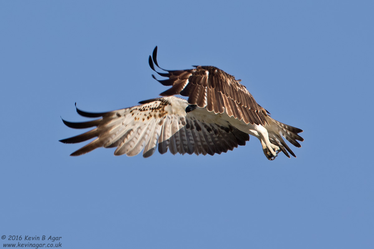 Canon EOS 7D Mark II + Canon EF 500mm F4L IS USM sample photo. Osprey photography