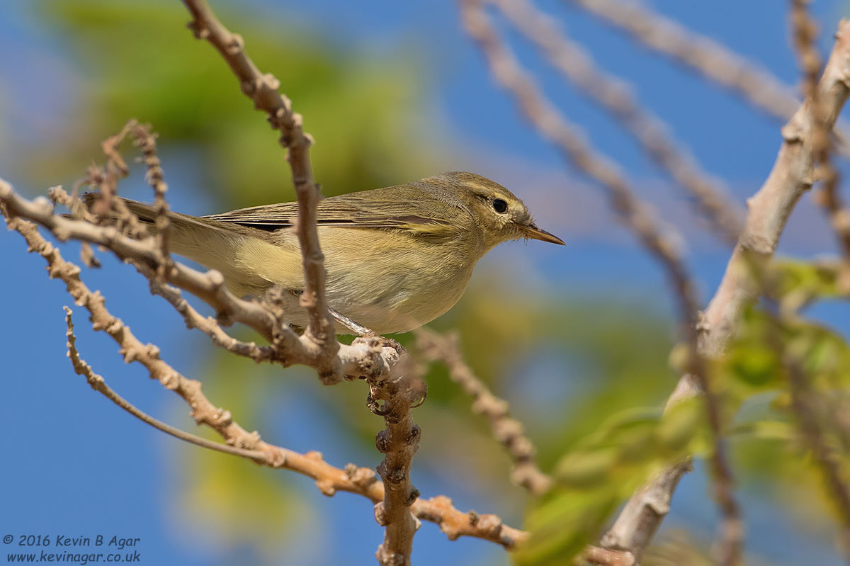 Canon EOS 7D Mark II sample photo. Chiffchaff photography