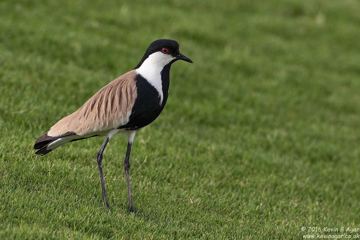 Canon EOS 7D Mark II + Canon EF 500mm F4L IS USM sample photo. Spur-winged lapwing photography