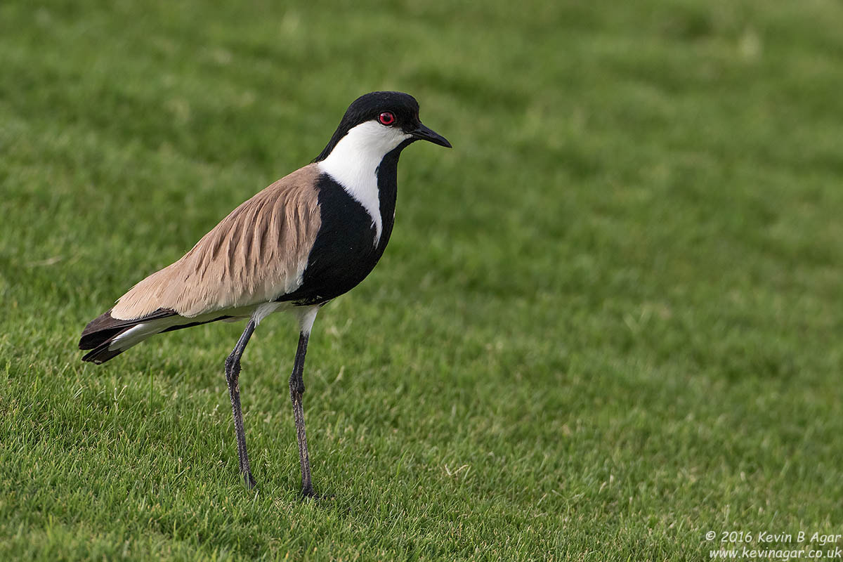 Canon EF 500mm F4L IS USM sample photo. Spur-winged lapwing photography