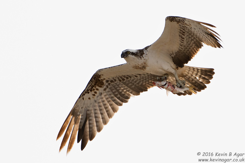 Canon EOS 7D Mark II + Canon EF 500mm F4L IS USM sample photo. Osprey photography