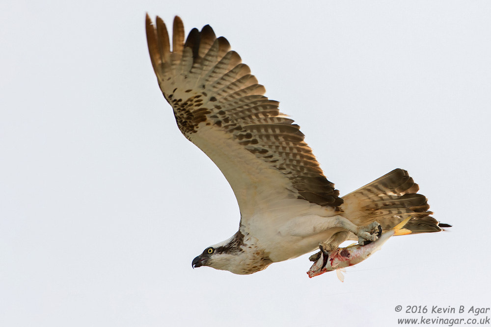 Canon EOS 7D Mark II sample photo. Osprey photography