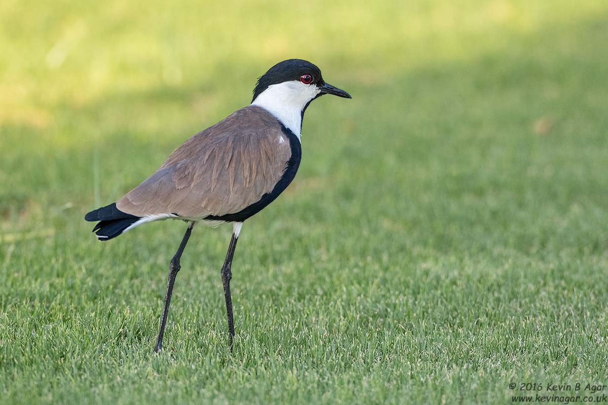Canon EOS 7D Mark II sample photo. Spur-winged lapwing photography