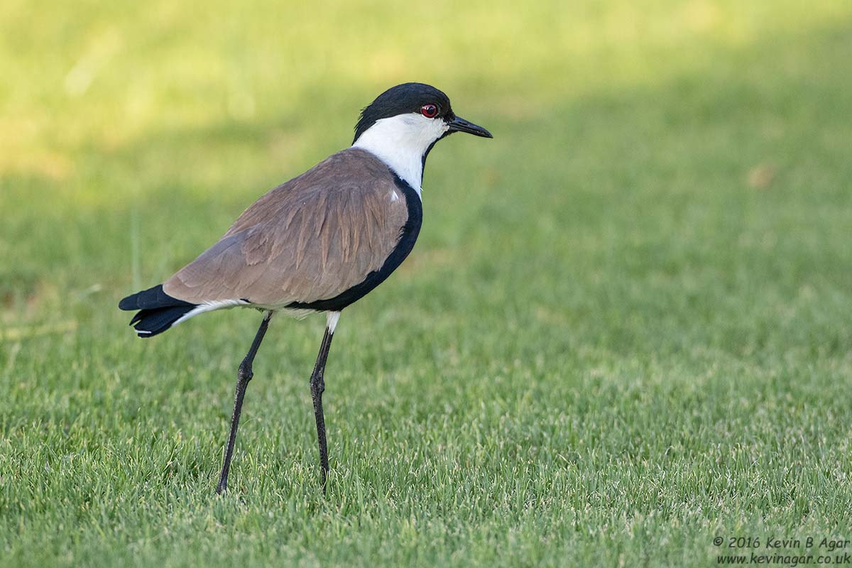 Canon EF 500mm F4L IS USM sample photo. Spur-winged lapwing photography