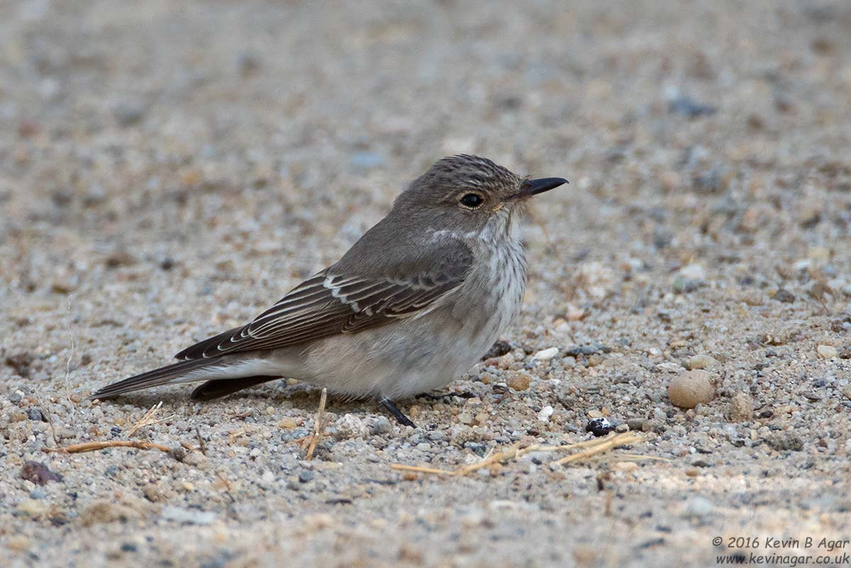 Canon EF 500mm F4L IS USM sample photo. Spotted flycatcher photography