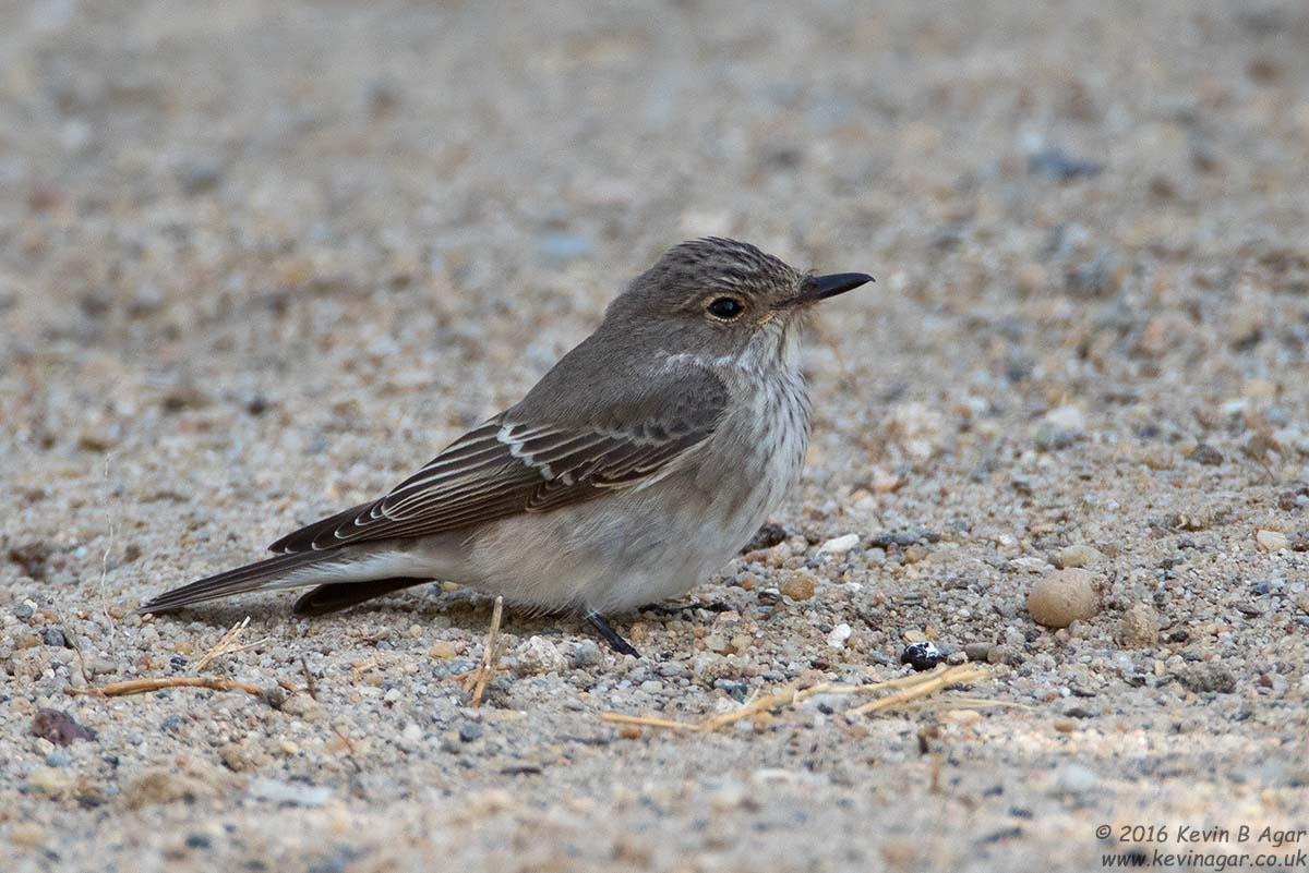 Canon EOS 7D Mark II sample photo. Spotted flycatcher photography