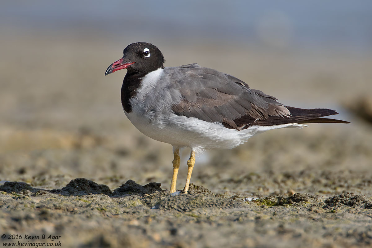 Canon EOS 7D Mark II + Canon EF 500mm F4L IS USM sample photo. White-eyed gull photography