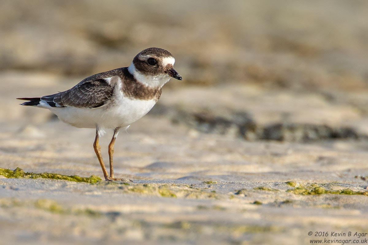Canon EF 500mm F4L IS USM sample photo. Ringed plover photography
