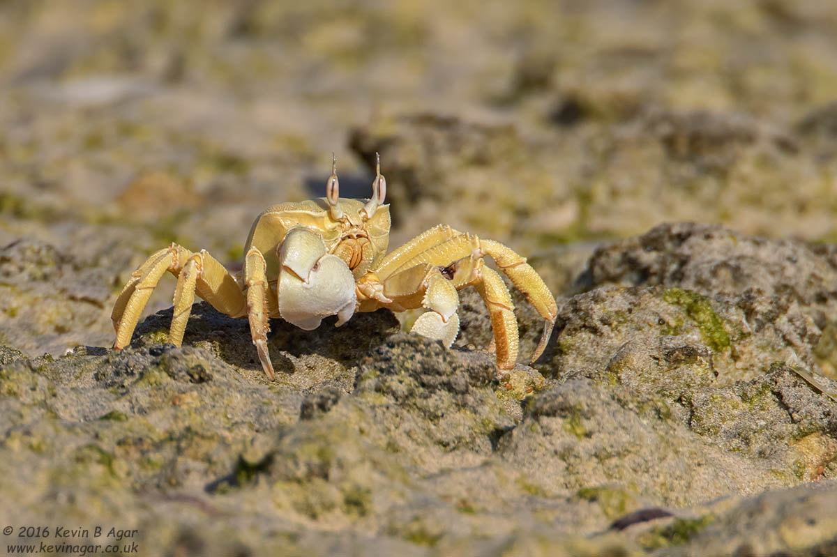 Canon EF 500mm F4L IS USM sample photo. Crab photography