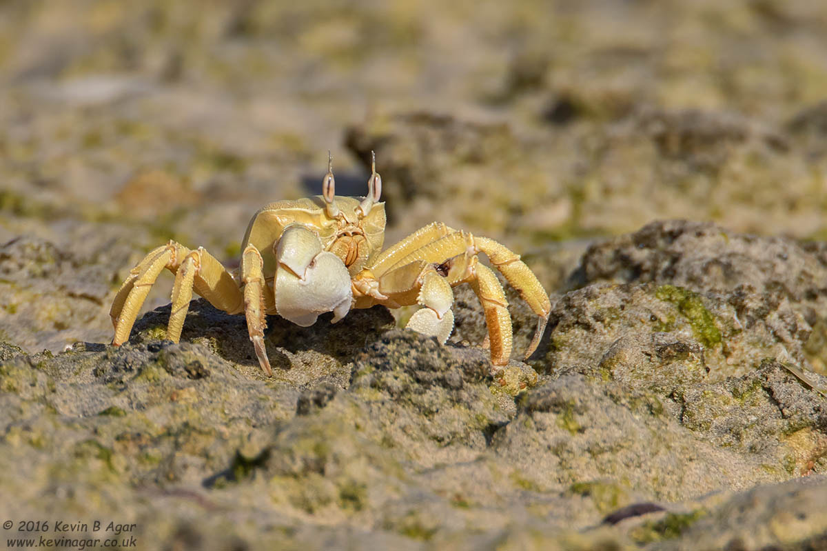 Canon EOS 7D Mark II sample photo. Crab photography