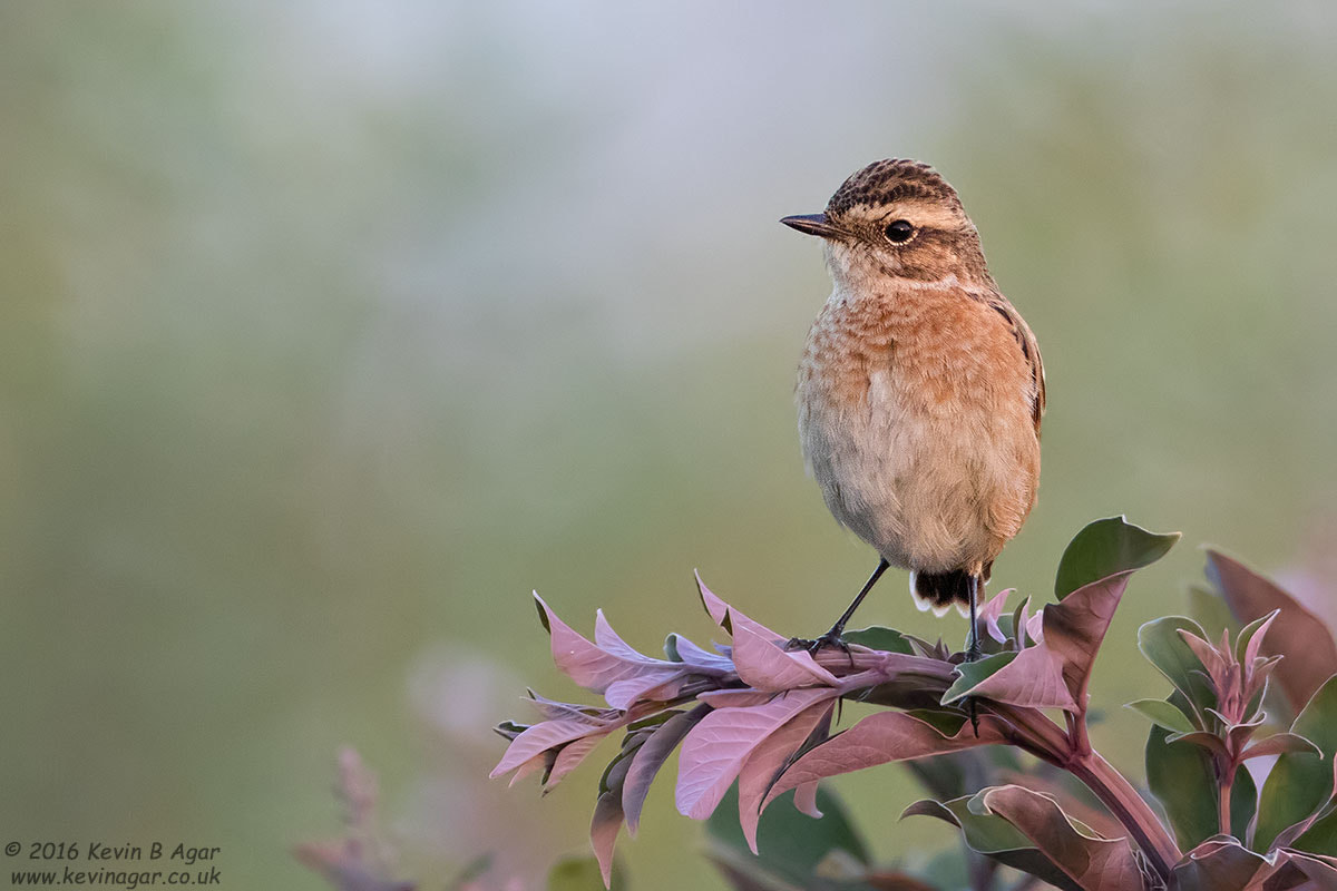 Canon EF 500mm F4L IS USM sample photo. Whinchat photography