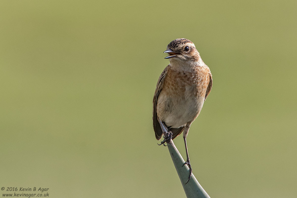 Canon EF 500mm F4L IS USM sample photo. Whinchat photography