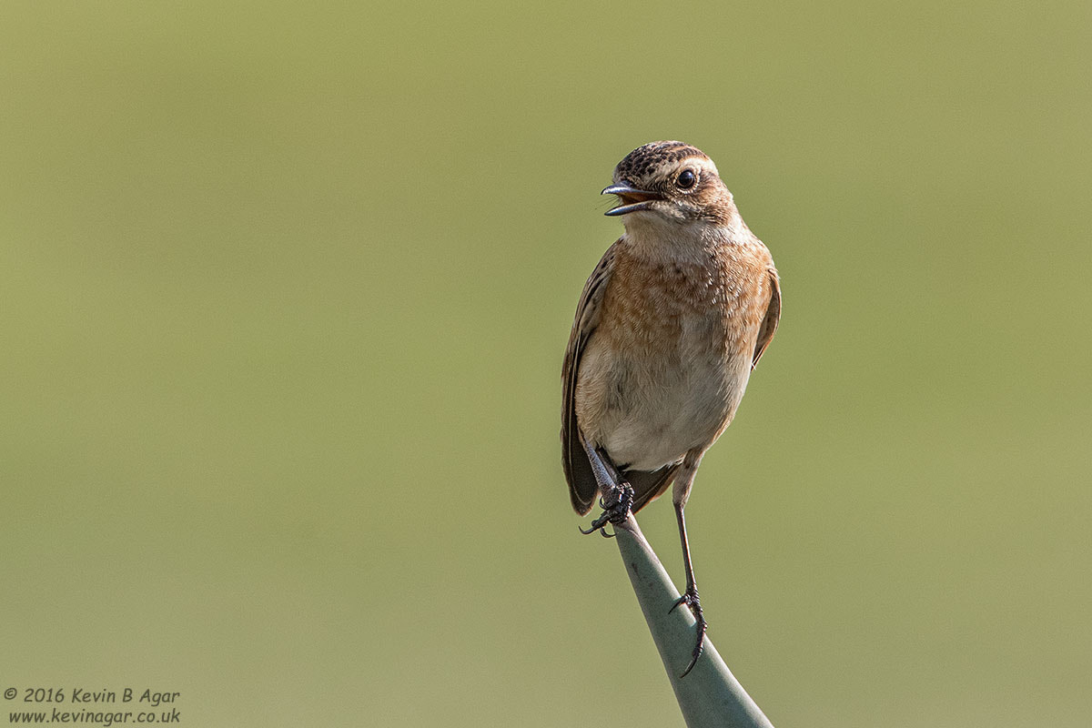 Canon EOS 7D Mark II + Canon EF 500mm F4L IS USM sample photo. Whinchat photography