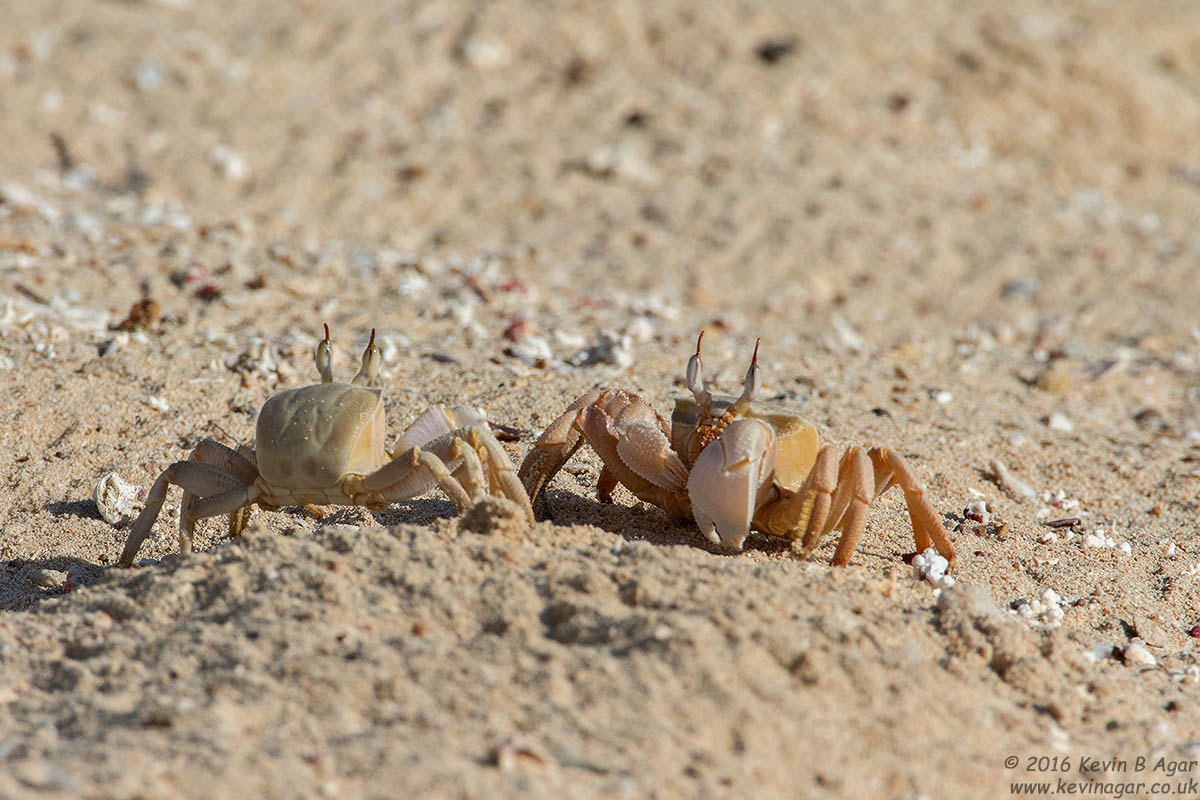 Canon EF 500mm F4L IS USM sample photo. Crab photography