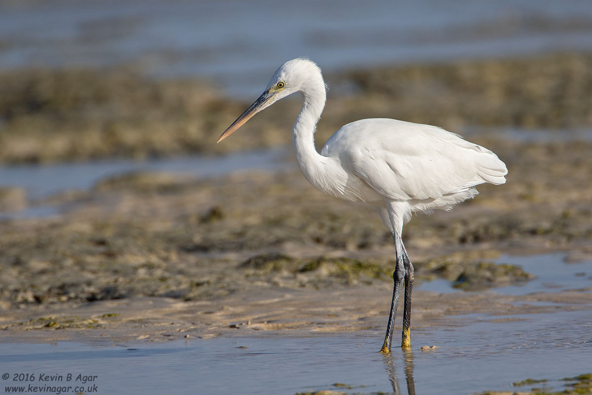 Canon EOS 7D Mark II + Canon EF 500mm F4L IS USM sample photo. Reef heron photography