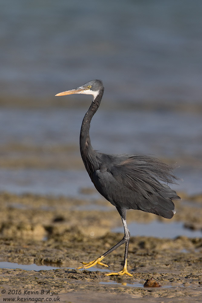 Canon EOS 7D Mark II + Canon EF 500mm F4L IS USM sample photo. Reef heron photography