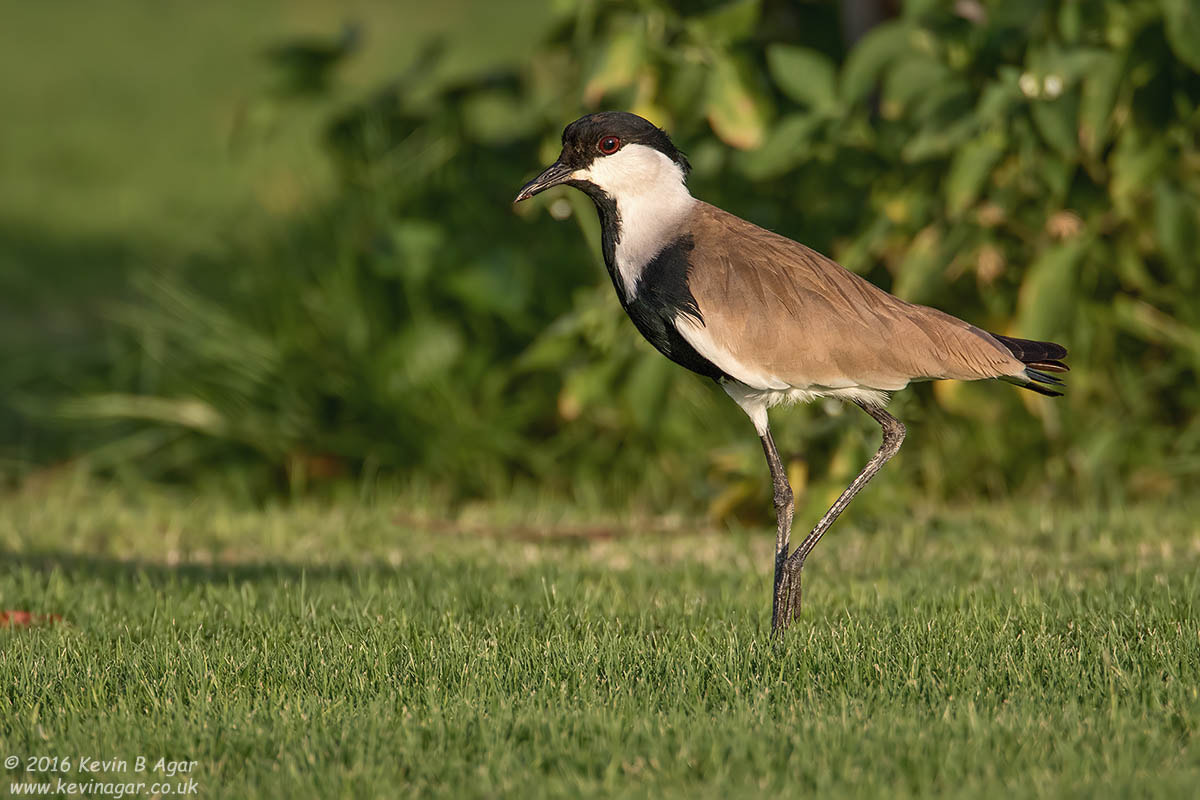 Canon EF 500mm F4L IS USM sample photo. Spur-winged lapwing photography