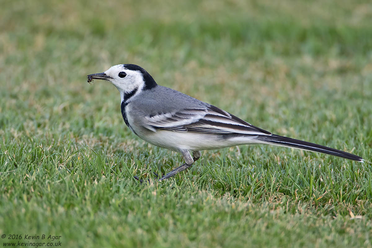 Canon EOS 7D Mark II sample photo. Pied wagtail photography