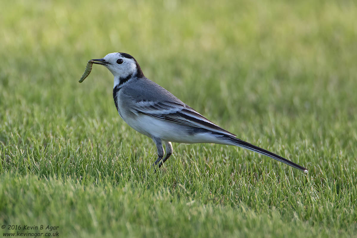 Canon EF 500mm F4L IS USM sample photo. Pied wagtail photography