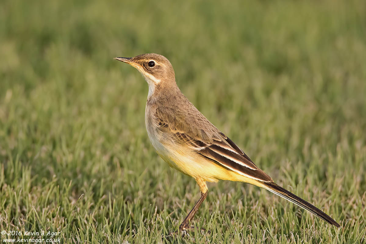Canon EOS 7D Mark II sample photo. Yellow wagtail photography