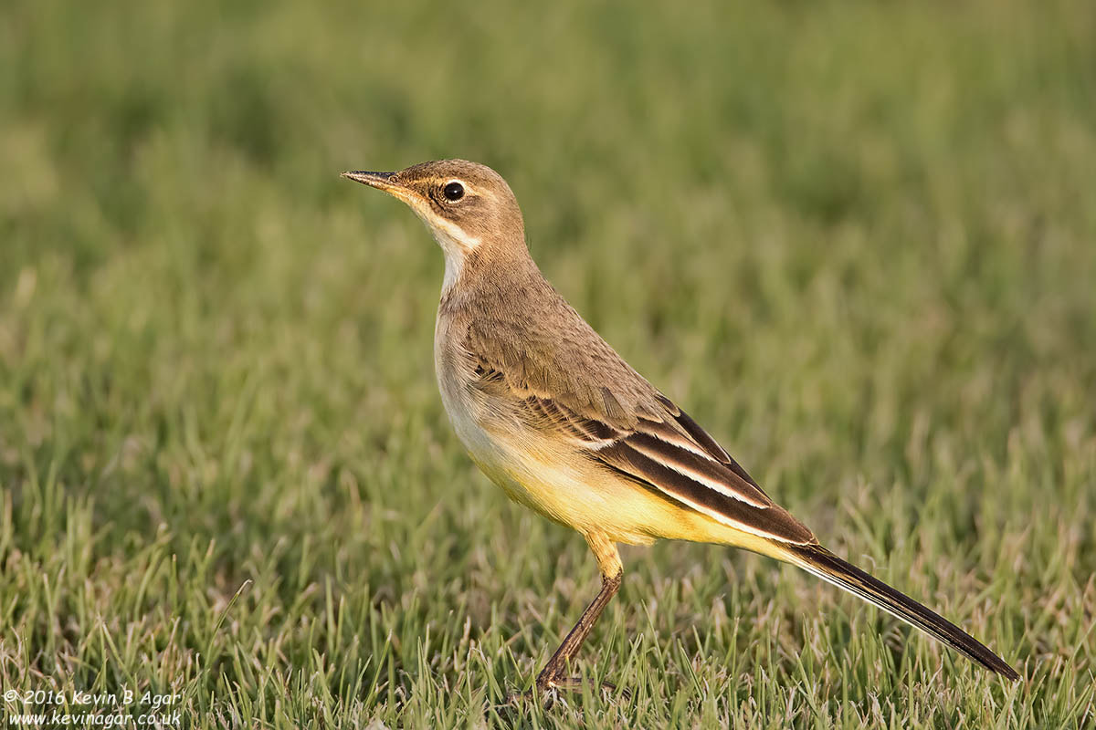 Canon EF 500mm F4L IS USM sample photo. Yellow wagtail photography