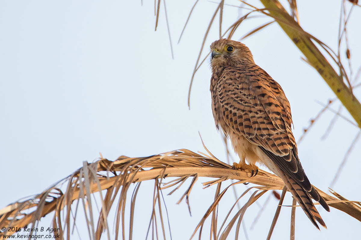 Canon EF 500mm F4L IS USM sample photo. Kestrel photography