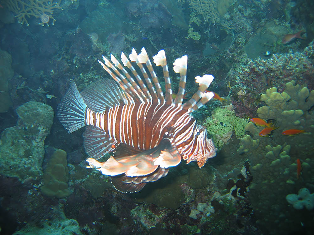 Canon POWERSHOT S30 sample photo. Lionfish photography