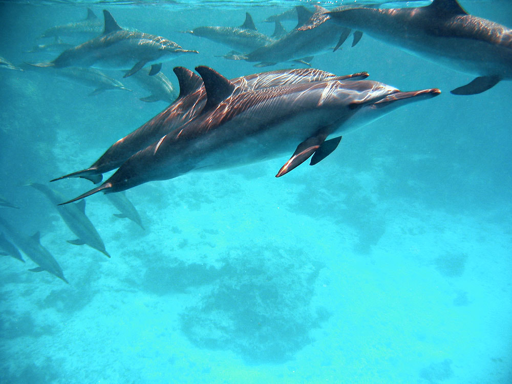 Canon POWERSHOT S30 sample photo. Spinner dolphins photography