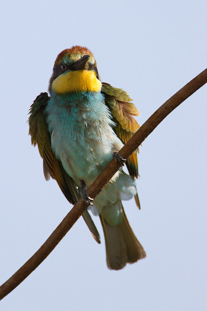 Canon EOS 7D + Canon EF 500mm F4L IS USM sample photo. European bee-eater photography