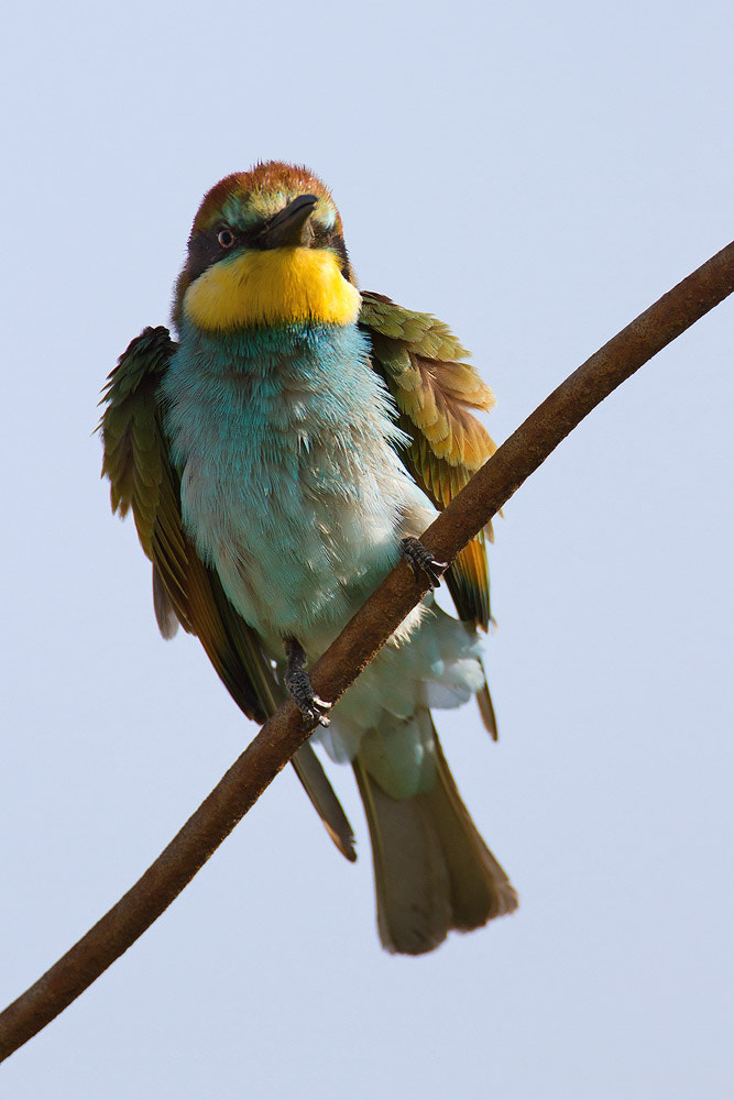 Canon EF 500mm F4L IS USM sample photo. European bee-eater photography