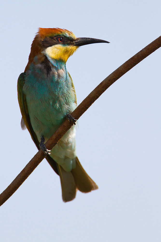 Canon EOS 7D + Canon EF 500mm F4L IS USM sample photo. European bee-eater photography