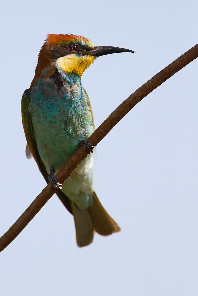 Canon EF 500mm F4L IS USM sample photo. European bee-eater photography