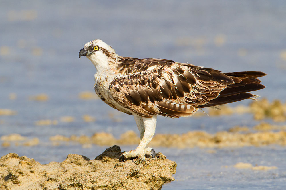 Canon EOS 7D + Canon EF 500mm F4L IS USM sample photo. Osprey photography
