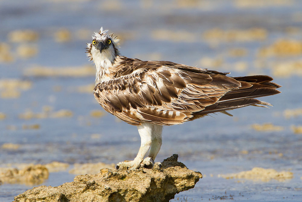 Canon EOS 7D + Canon EF 500mm F4L IS USM sample photo. Osprey photography