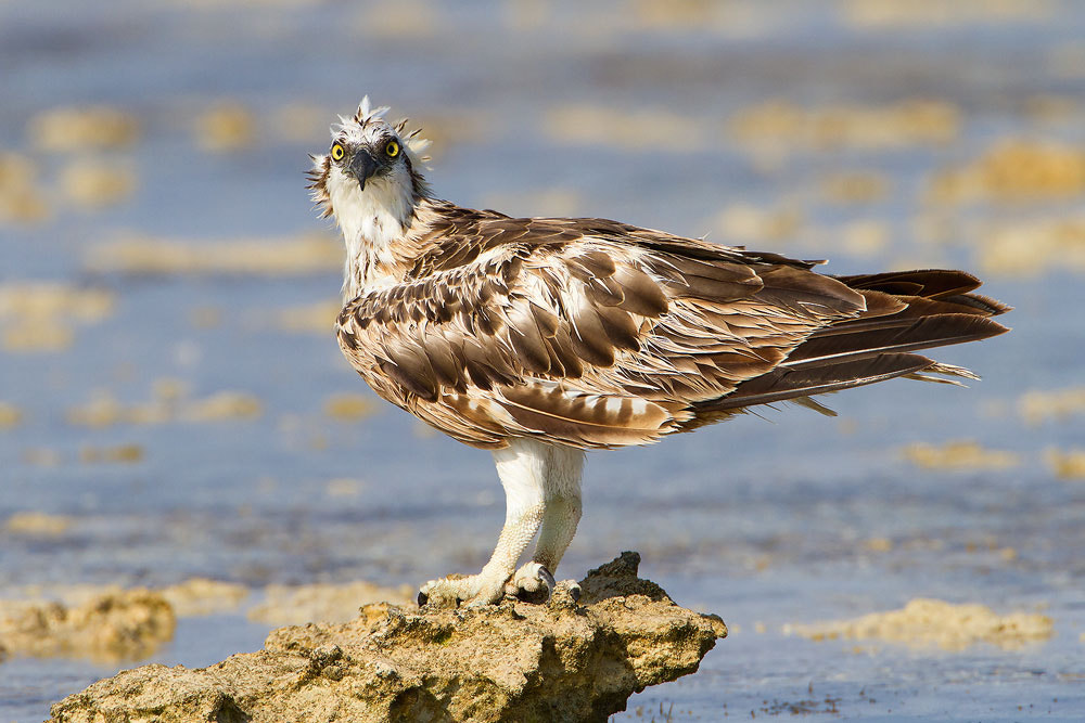 Canon EF 500mm F4L IS USM sample photo. Osprey photography