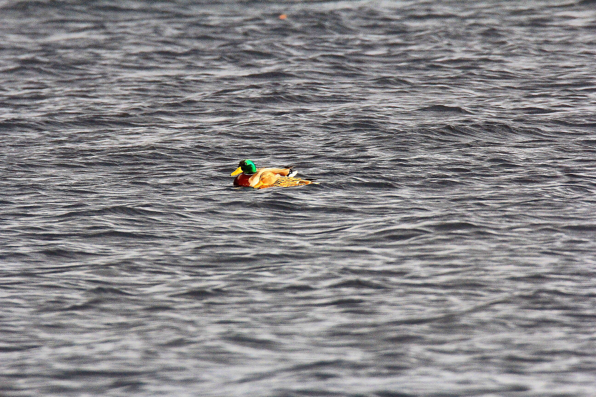 Tamron SP 150-600mm F5-6.3 Di VC USD sample photo. Mr & mrs mallard photography