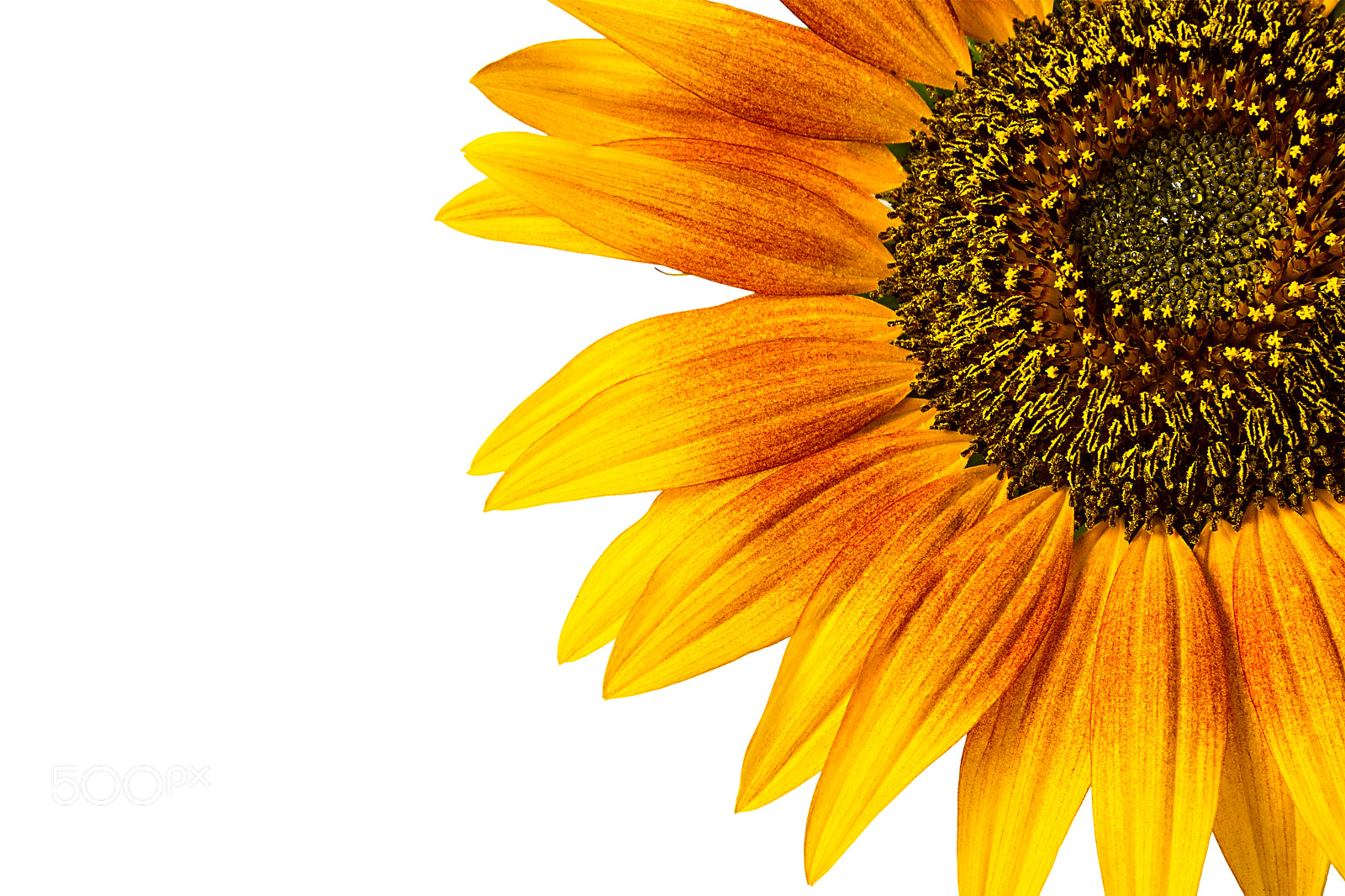 Canon EOS 60D sample photo. Sunflower on white background photography
