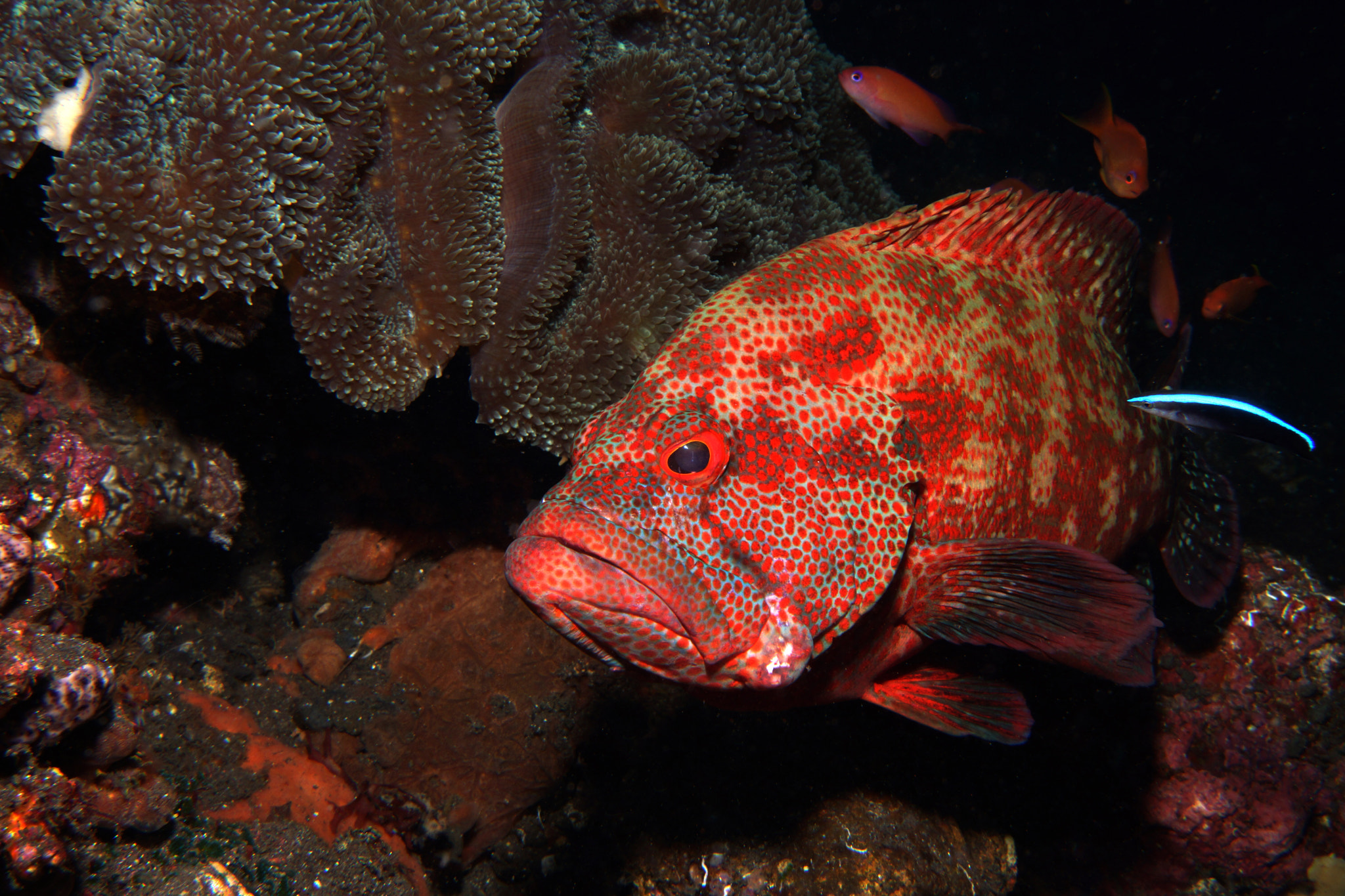 Sony Alpha NEX-7 + Sony E 18-55mm F3.5-5.6 OSS sample photo. Grumpy grouper photography