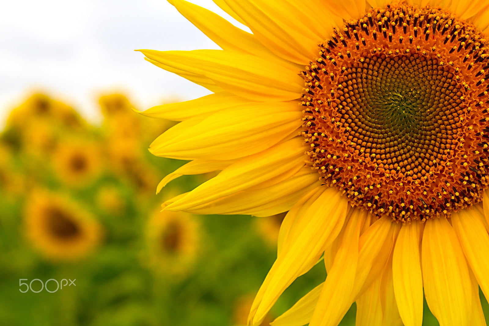 Canon EOS 60D sample photo. Sunflower on the field photography