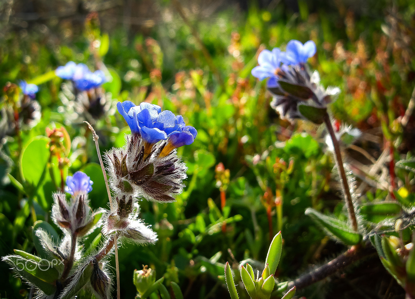 Sony DSC-N1 sample photo. Spring flowers blooming in poleg stream near the mediterranean s photography