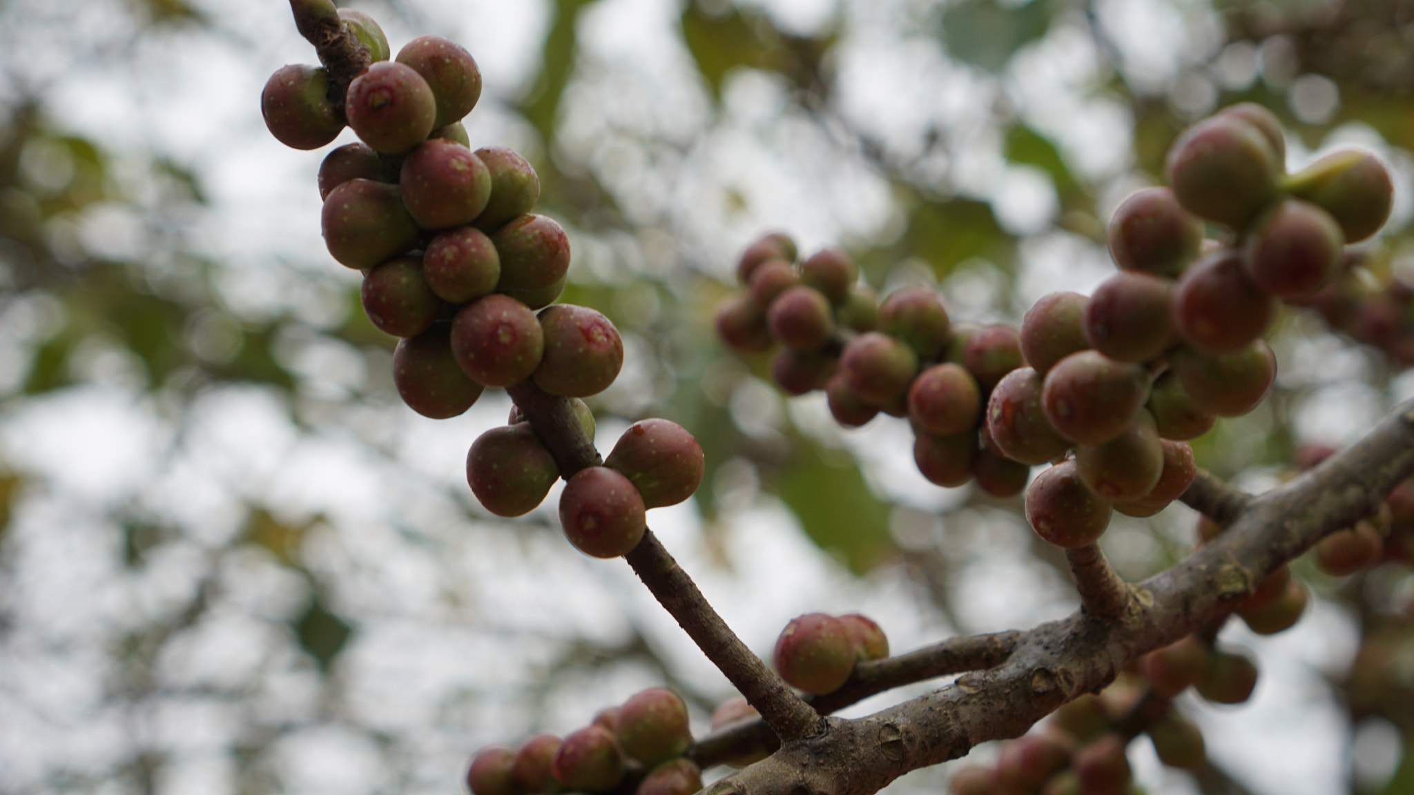 Sony a6000 sample photo. Quả bồ đề photography