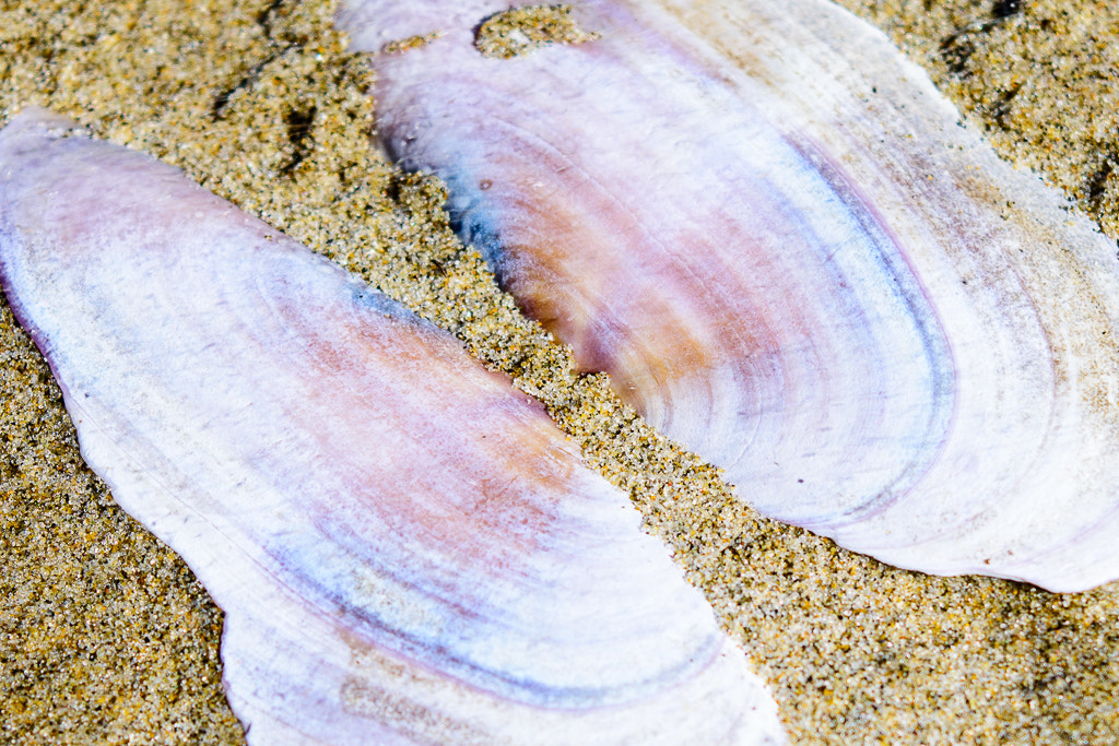 Nikon D7200 sample photo. Seashells on the sea shore photography